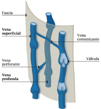 Venensystem / sistema venoso